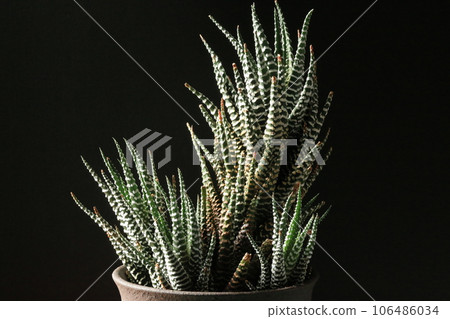 Haorthia / Twelve Volume Haorthia / Twelve Volume 106486034