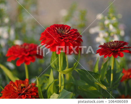百日草 106486089