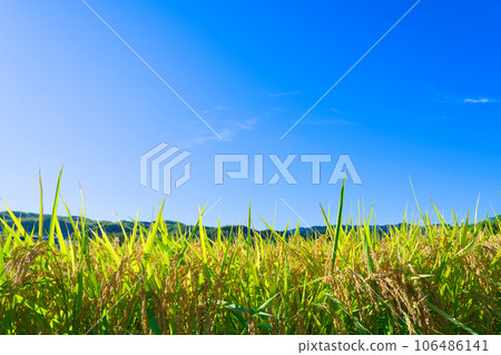 [Osaka Prefecture] September, blue sky and ears of rice 106486141