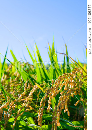 [Osaka Prefecture] September: Grasshoppers perching on rice fields and rice ears with blue skies 106486275