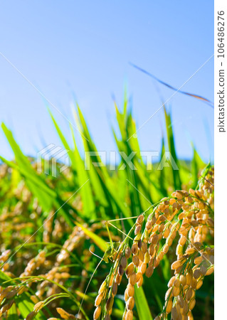 [大阪府] 9月：稻田和稻穗上棲息的草蜢，藍天白雲 106486276