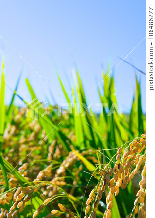 [大阪府] 9月：稻田和稻穗上棲息的草蜢，藍天白雲 106486277