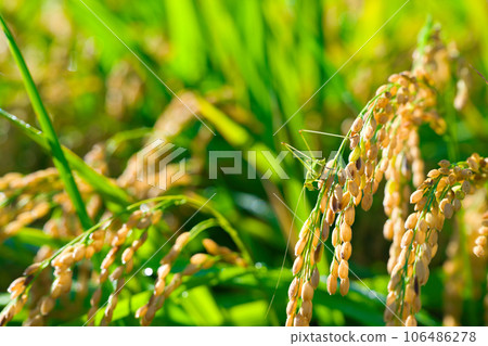 [大阪府] 9月：稻田和稻穗上棲息的草蜢，藍天白雲 106486278