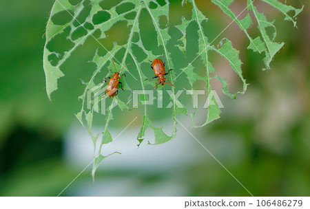 Two orange cucurbit beetles eating kudzu leaves, insect-eaten leaves Two orange cucurbit beetles eating kudzu leaves, insect-eaten leaves 106486279