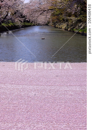 Hirosaki Park, Shimoshirogane-cho, Hirosaki City, Aomori Prefecture Hirosaki Castle Outer Moat Cherry Blossom Rafts and Yoshino Cherry Trees in Full Bloom 106486438