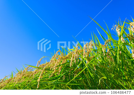 [大阪府]9月：藍天稻穗的田園風光 106486477