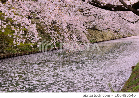 青森縣弘前市下白金町弘前公園 弘前城外護城河櫻花筏和盛開的染井吉野櫻 青森縣弘前市下白金町弘前公園 弘前城外護城河櫻花筏和盛開的染井吉野櫻 106486540