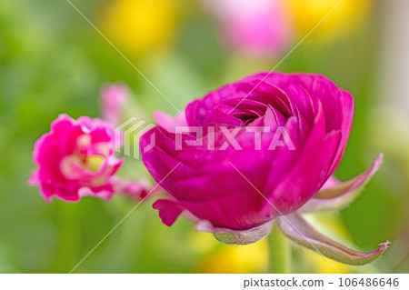 房子周圍的花,四個季節的各種花,大花瓣,美麗閃亮,為花壇著色,毛茛屬 房子周圍的花,四個季節的各種花,大花瓣,美麗閃亮,為花壇著色,毛茛屬 106486646
