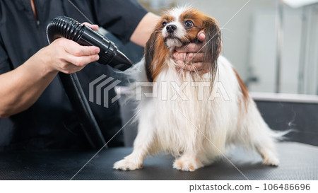 Caucasian woman dries the dog. Papillon Continental Spaniel in the grooming salon. Caucasian woman dries the dog. Papillon Continental Spaniel in the grooming salon. 106486696