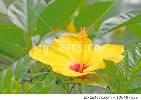 Flowers around the house, various seasons, midsummer sun, large petals, hibiscus Flowers around the house, various seasons, midsummer sun, large petals, hibiscus 106487619