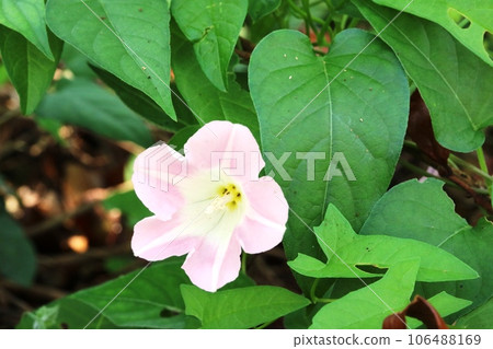 The white patterns on the pale pink petals are beautiful! Bindweed (Daytime) The white patterns on the pale pink petals are beautiful! Bindweed (Daytime) 106488169