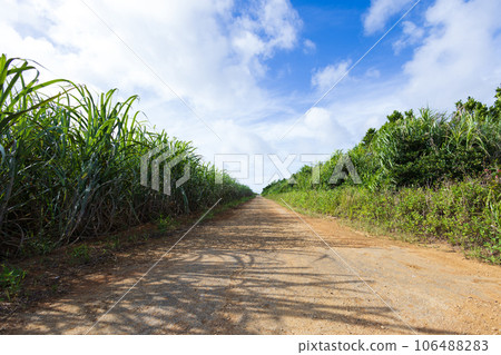 沖繩的甘蔗田 106488283