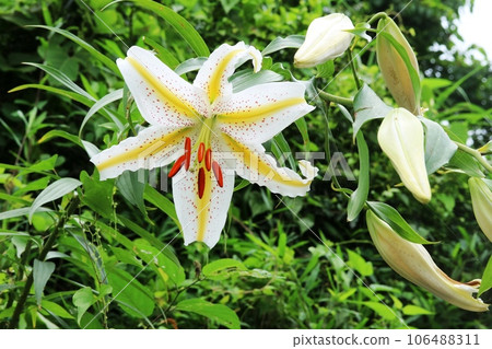 山百合開始開花 106488311