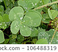 four Leaf Clover  106488319