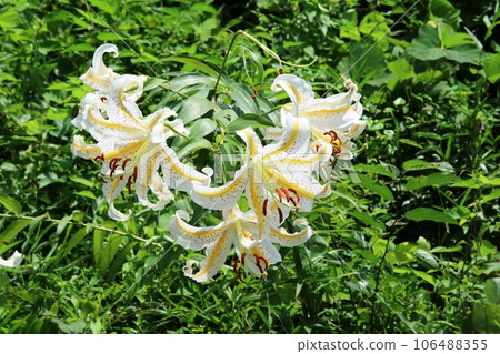 Yamalily in full bloom 106488355