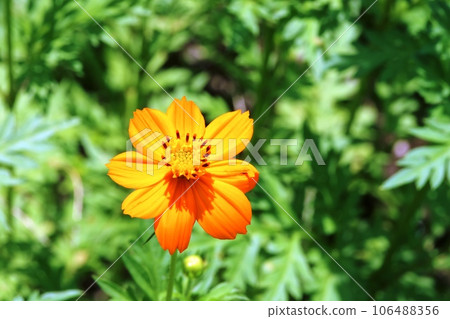 The tubular flowers in the flower core are beautiful! yellow cosmos 106488356