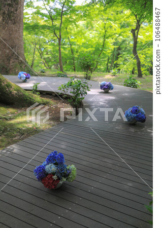 灶門神社的繡球花裝飾 106488467