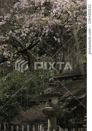 Lanterns and cherry blossoms at Sankeien Garden 106488832