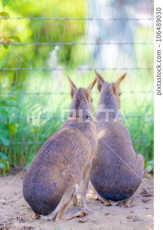 Mara at Mother Farm 106489030