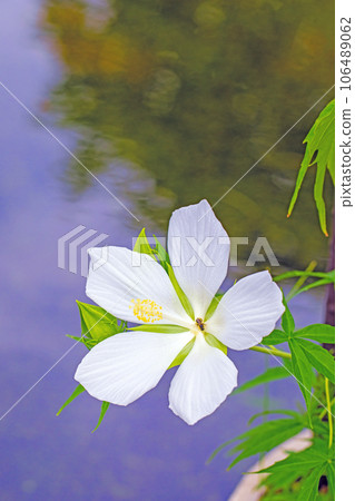 Flowers around the house - various seasons - large petals shining in midsummer - lily flowers decorating the garden 106489062
