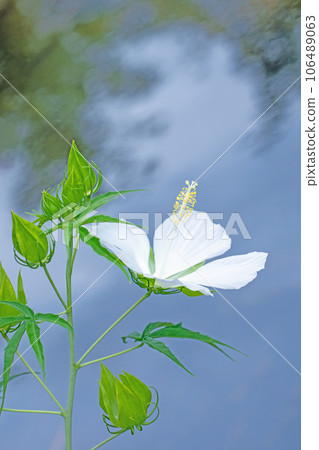 Flowers around the house - various seasons - large petals shining in midsummer - lily flowers decorating the garden 106489063