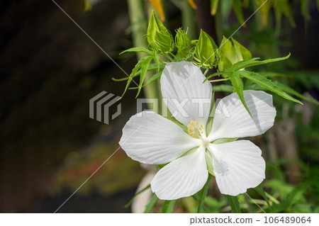 Flowers around the house - various seasons - large petals shining in midsummer - lily flowers decorating the garden 106489064