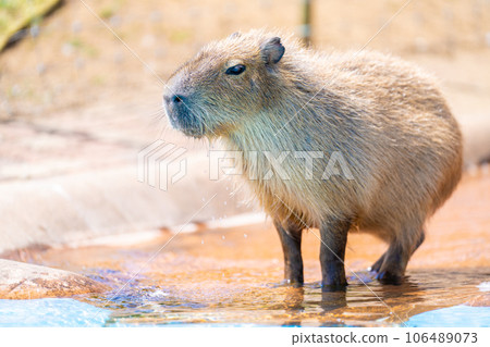 母親農場的水豚 母親農場的水豚 106489073