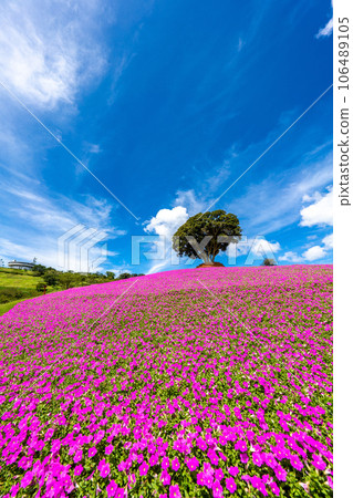 媽媽農場的“粉紅呼吸” 106489105