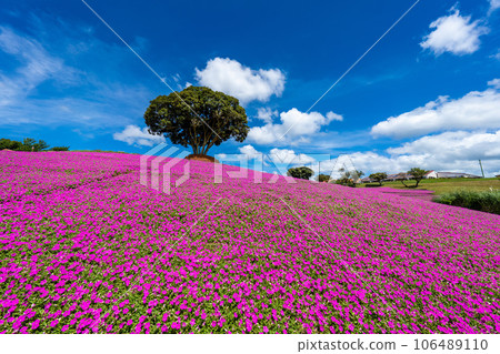 Mother Farm's "Pink Breath" 106489110