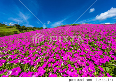 媽媽農場的“粉紅呼吸” 106489174