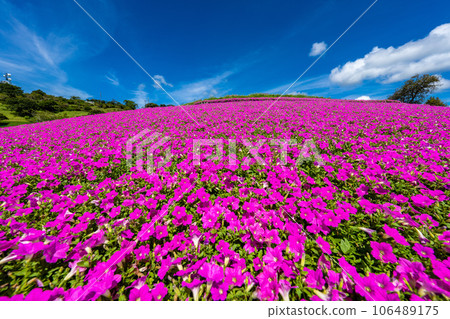 媽媽農場的“粉紅呼吸” 106489175