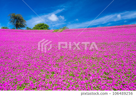 媽媽農場的“粉紅呼吸” 106489256