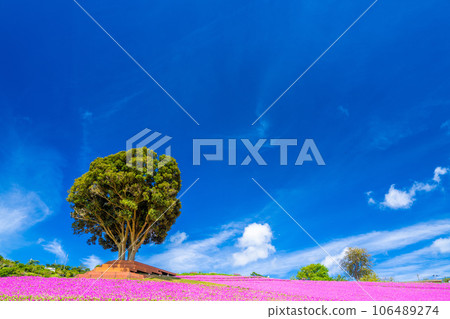 Mother Farm's "Pink Breath" Mother Farm's "Pink Breath" 106489274