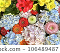 Hydrangea flower hand water 106489487