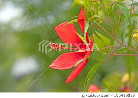 Flowers around the house, various of the four seasons, large petals, fragrant flowers shining in midsummer 106489859