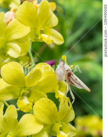 Beautiful orchid mantis close up on orchid flower 106490088