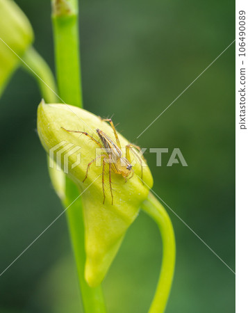 close up spider on orchid flower close up spider on orchid flower 106490089