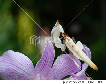 Beautiful orchid mantis close up on orchid flower 106490090