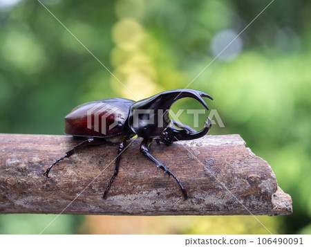 Hercules beetle insect on bamboo nature background 106490091