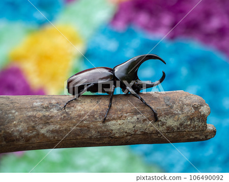 Hercules beetle insect on bamboo nature background 106490092