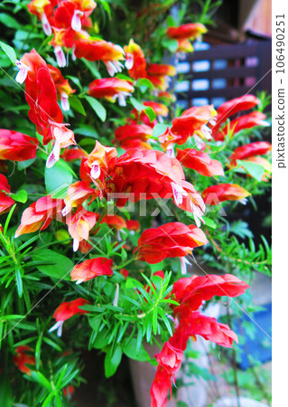 Flower scenery of Kobisou 106490251