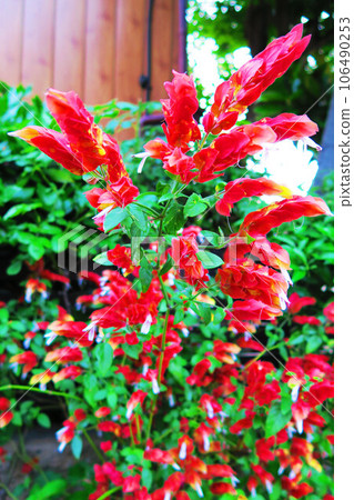 Flower scenery of Kobisou 106490253