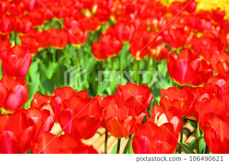Scenery of bright red tulips 1 106490621