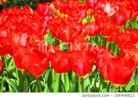 Bright red tulip scenery 2 Bright red tulip scenery 2 106490622