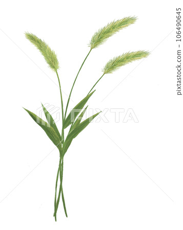 Illustration of three foxtail grass 106490645