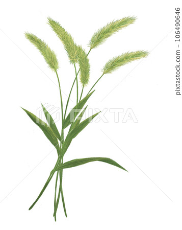 An illustration of a bunch of wild foxtails 106490646
