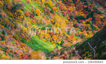 Climbing Mt. Adatara in autumn: Autumn leaves near Kurogane hut 106490665