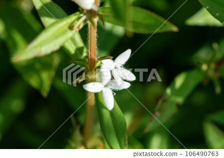 Meriken Mugura on the Yasuragi Embankment of the Shinano River 106490763