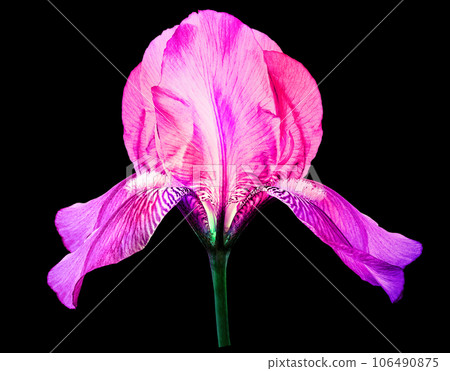 pink  iris  flower.  Flower on the black  isolated background.  For design.  Closeup.  Nature. 106490875