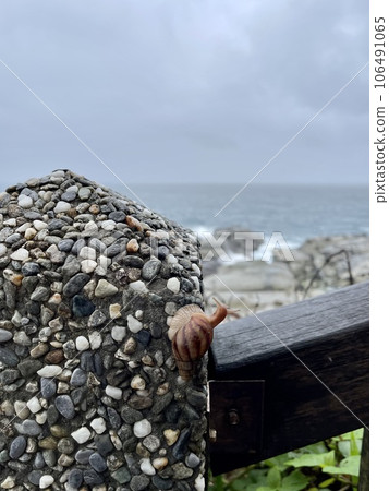 snail by the sea 106491065
